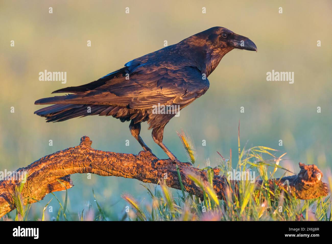 Kolkrabe, Raven, (Corvus Cor), Grand Corbeau, Stockfoto