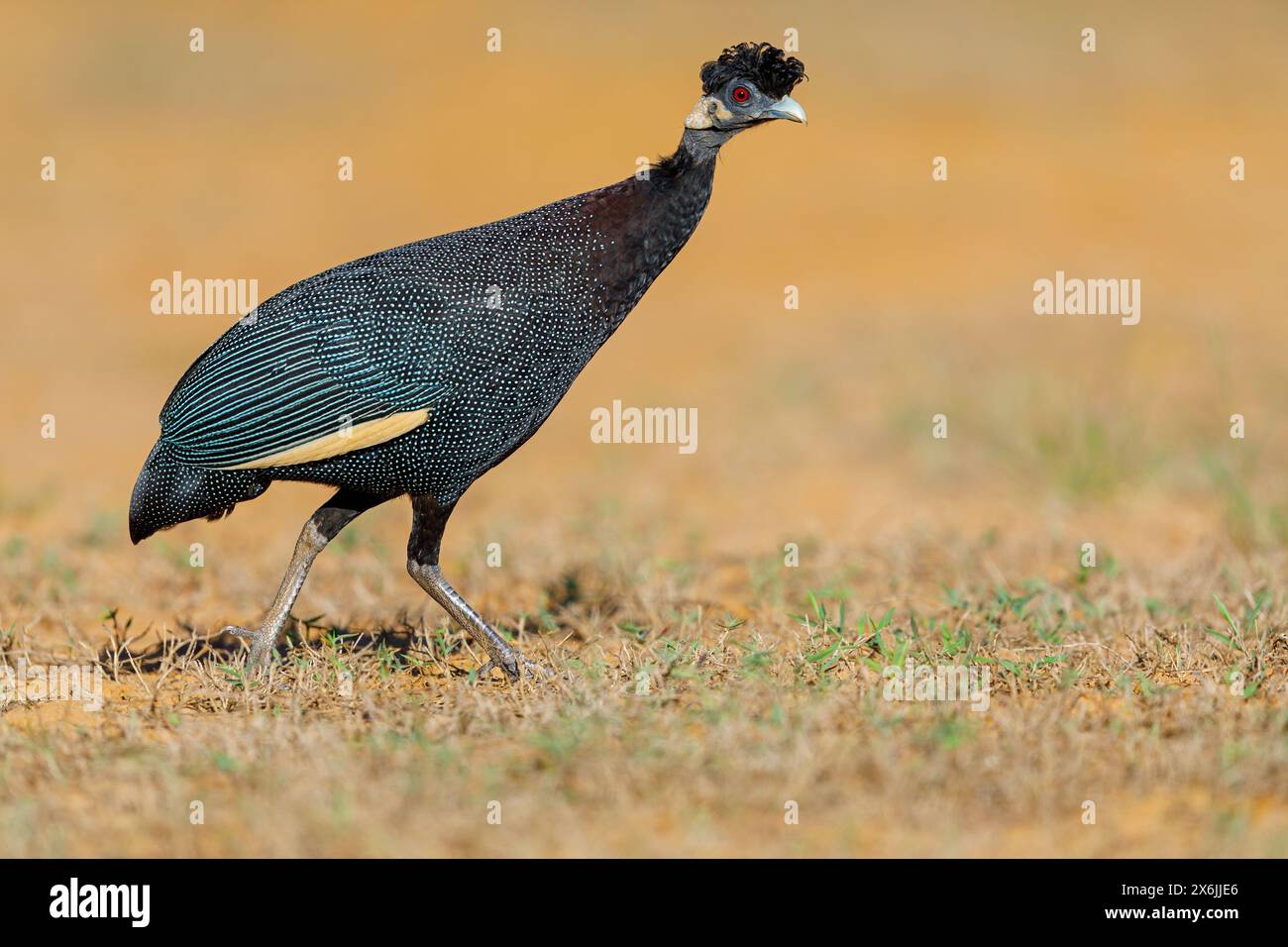 Kenia-Haubenperlhuhn, Kräuselhauben-Perlhuhn, Guineafowl, Guttera pucherani, Pintade de Pucheran, Pintada moñuda Oriental, Familie der Perlhüh Stockfoto