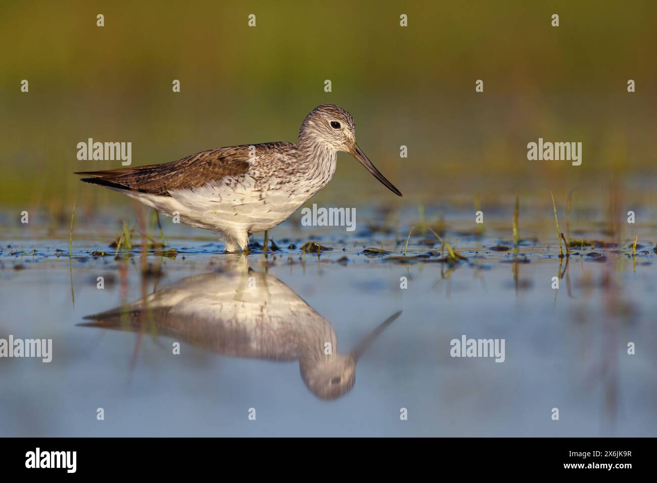 Grünschenkel, Common Greenshank, Greenshank, (Tringa nebularia) Chevalier aboyeur, Archibebe Claro Stockfoto