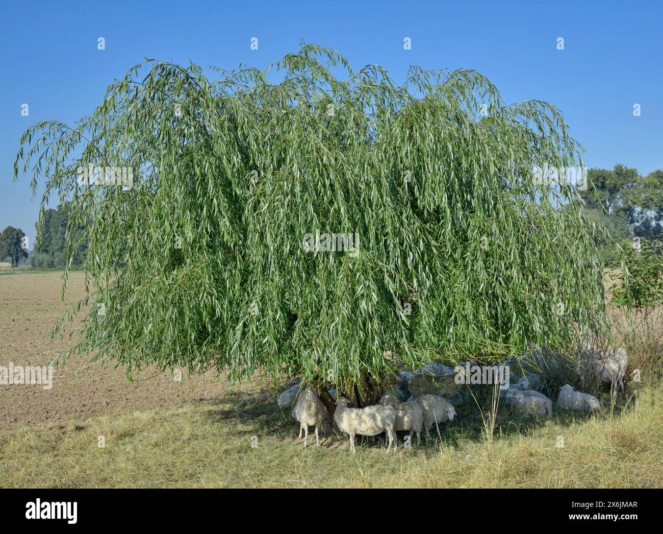 Schafherde auf der Suche nach Schatten in der Hitze, Niederrhein, Deutschland Stockfoto