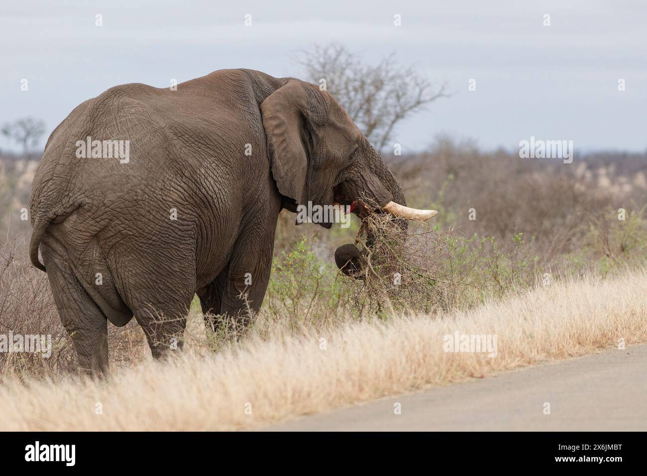 Afrikanischer Buschelefant (Loxodonta africana), erwachsener Mann, der neben der geteerten Straße steht und Sträucher ernährt, Kruger-Nationalpark, Südafrika, Afrika Stockfoto