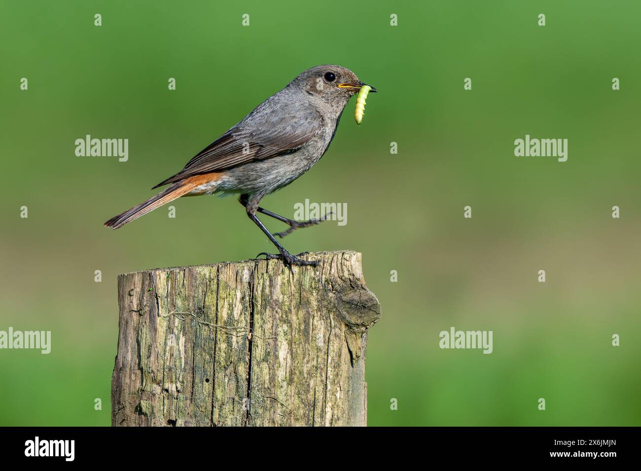 Schwarzer Rotschwarz (Phoenicurus ochruros gibraltariensis) weiblich / männlich im ersten Kalenderjahr auf hölzernem Zaunpfosten mit raupe im Schnabel in der Spitze Stockfoto