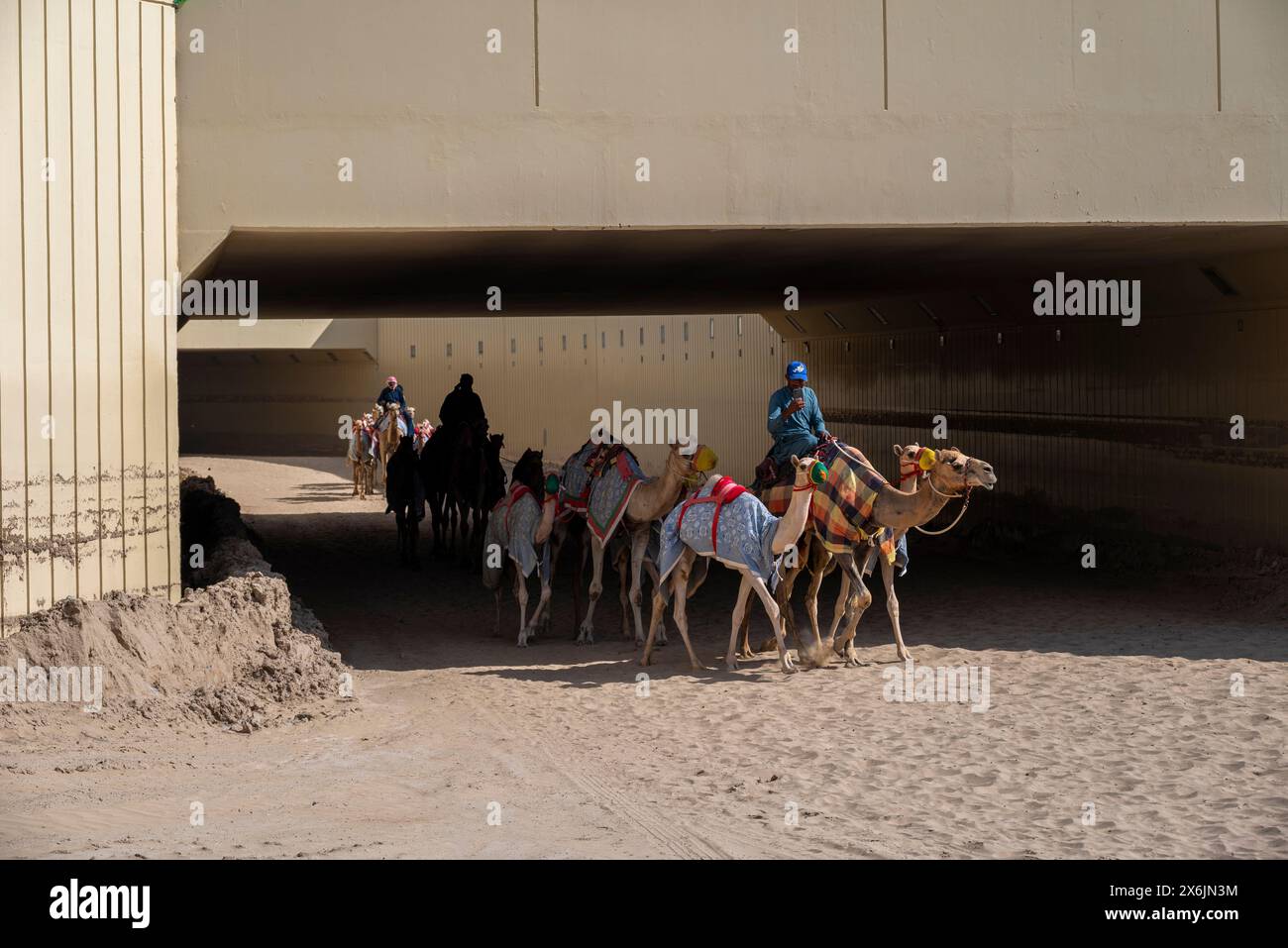 Die Kamele in Kleidung kommen aus einem Tunnel Stockfoto