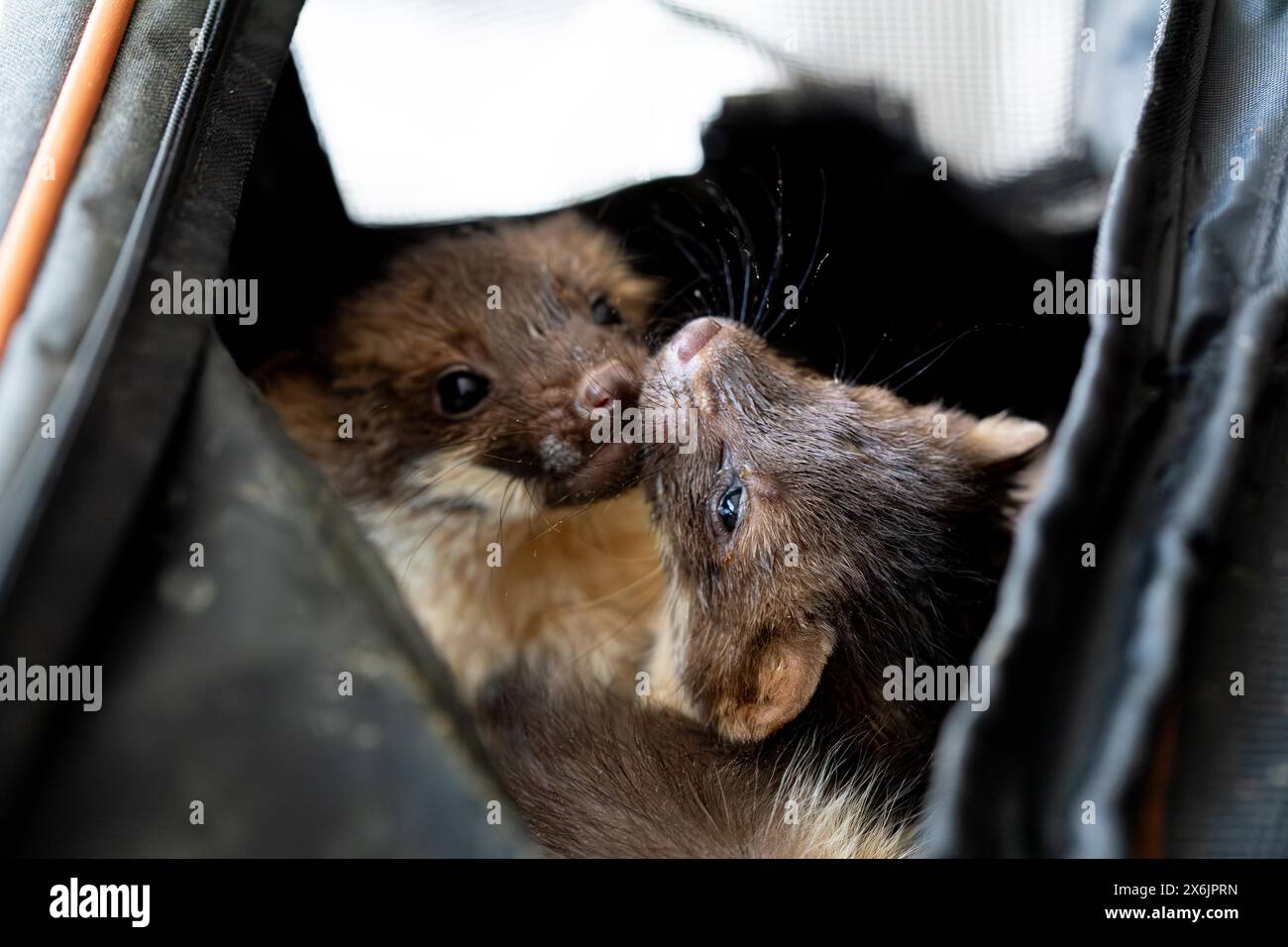 Buchenmarder (Martes foina), praktischer Tierschutz, zwei Jungtiere in einer Transportkiste in einer Wildschutzstation, Nordrhein-Westfalen Stockfoto