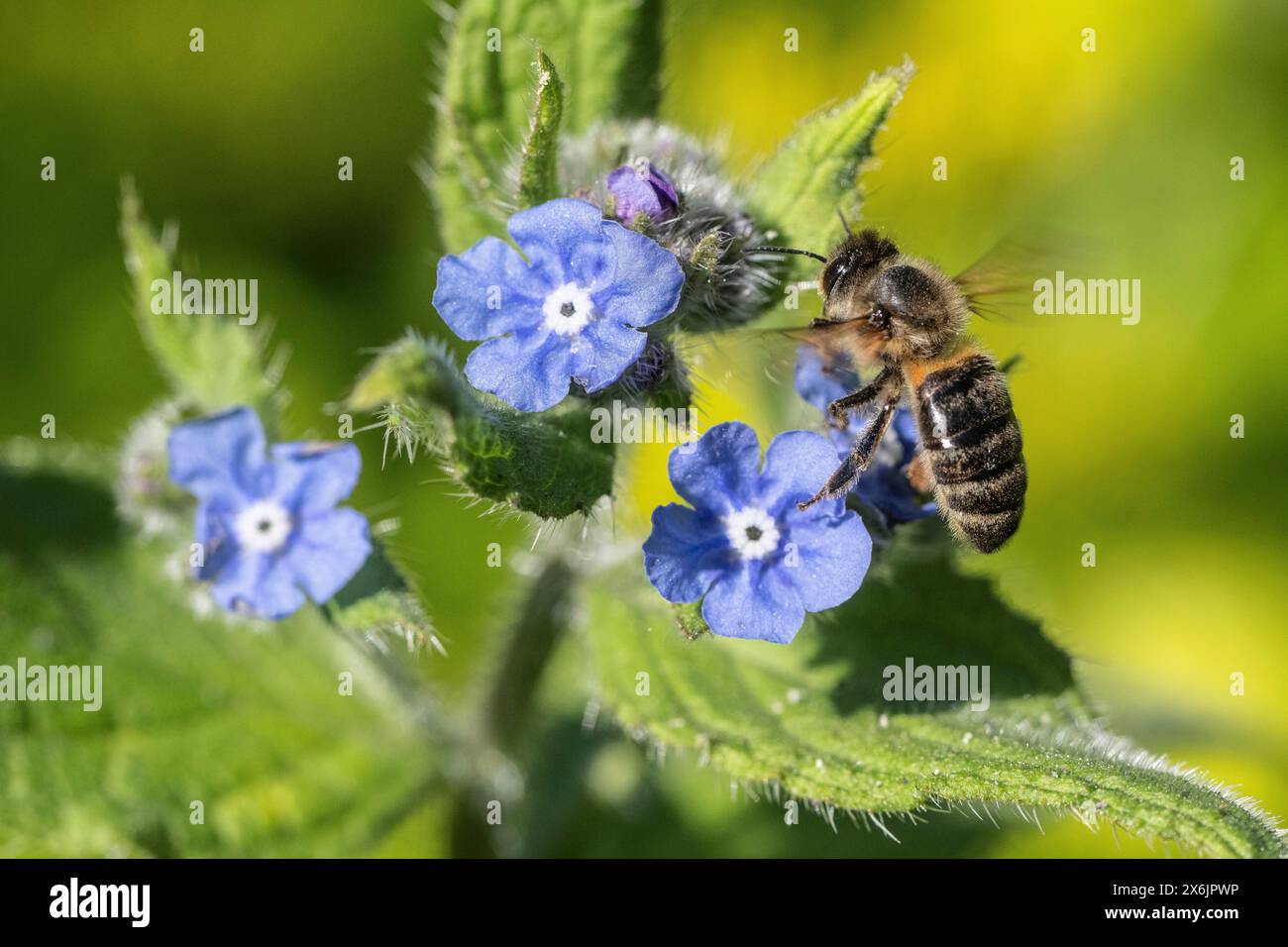 Honigbiene (APIs mellifera) auf spanischer Ochsenzunge (Pentaglottis sempervirens), Emsland, Niedersachsen, Deutschland Stockfoto