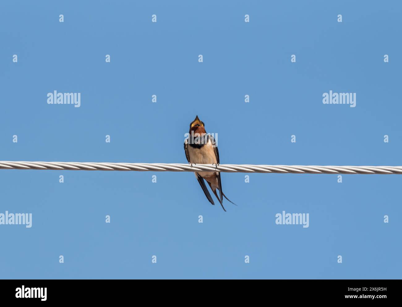 Er ruft Scheunenschwalbe (Hirundo rustica) auf einem Draht in Turkiye Stockfoto