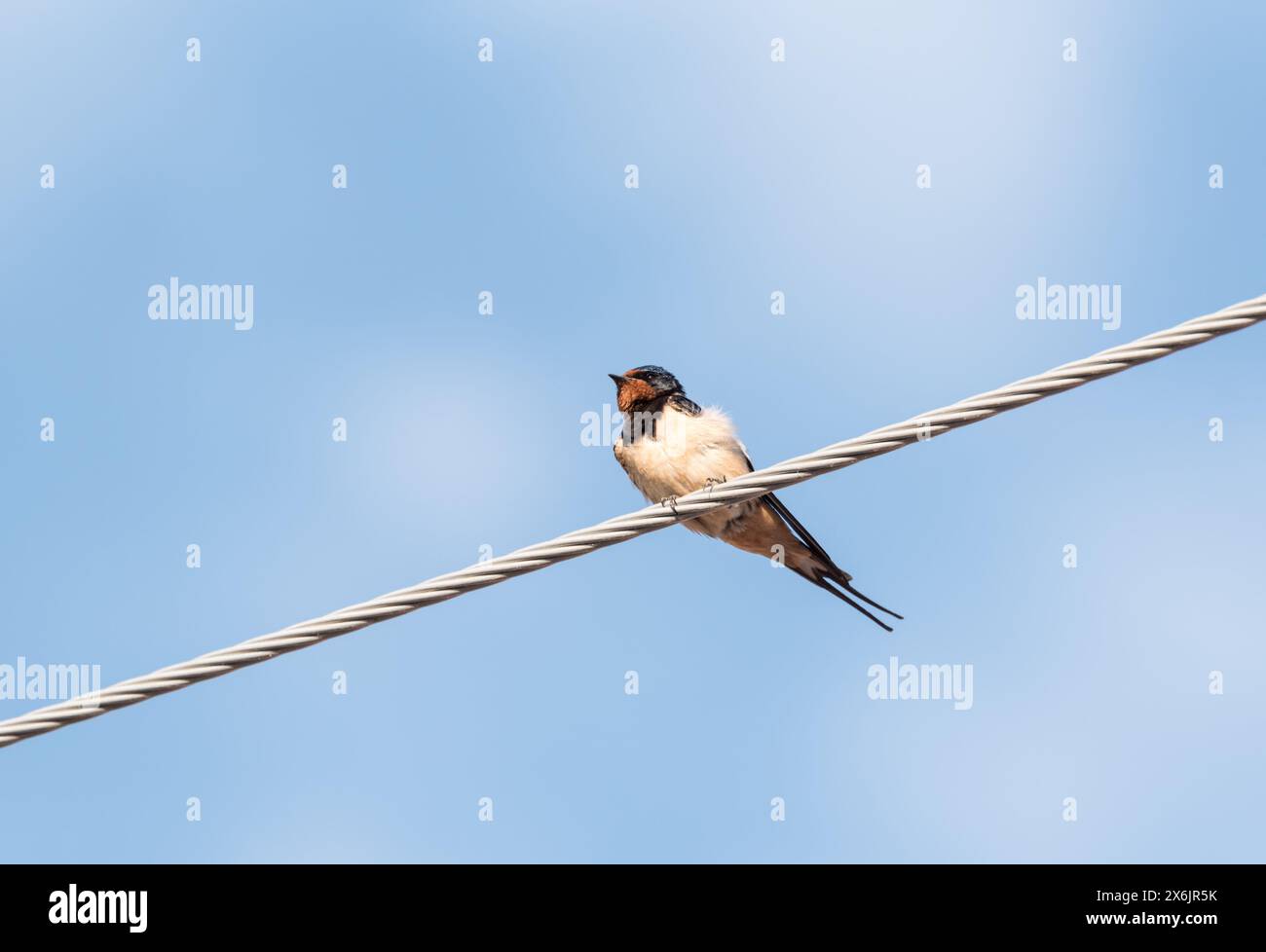 Scheunenschwalbe (Hirundo rustica) auf einem Draht in Turkiye Stockfoto