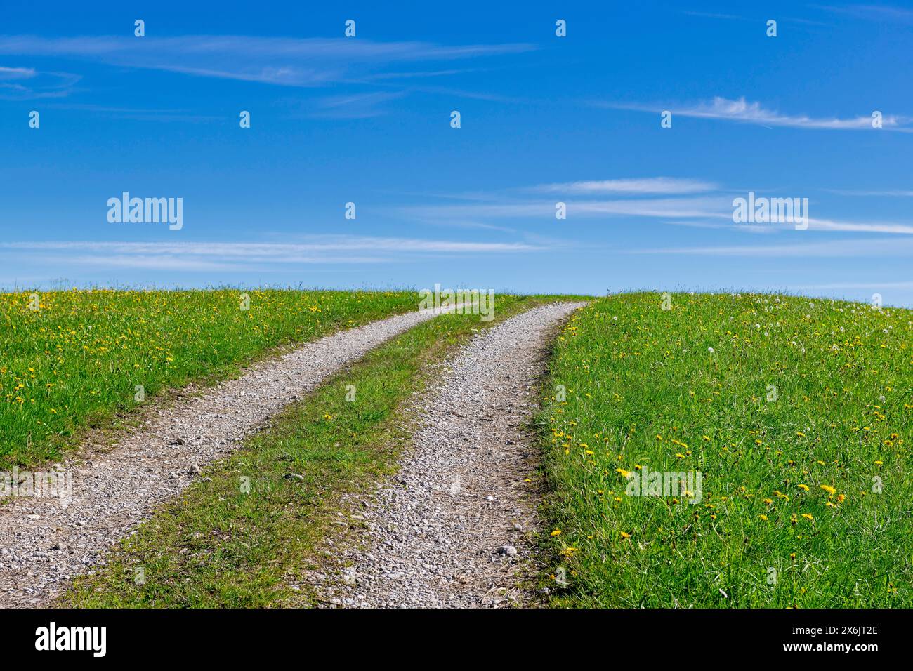 Steiniger Feldweg durch eine Frühlingswiese, blauer Himmel, bewölkt, Allgaeu, Bayern, Deutschland Stockfoto