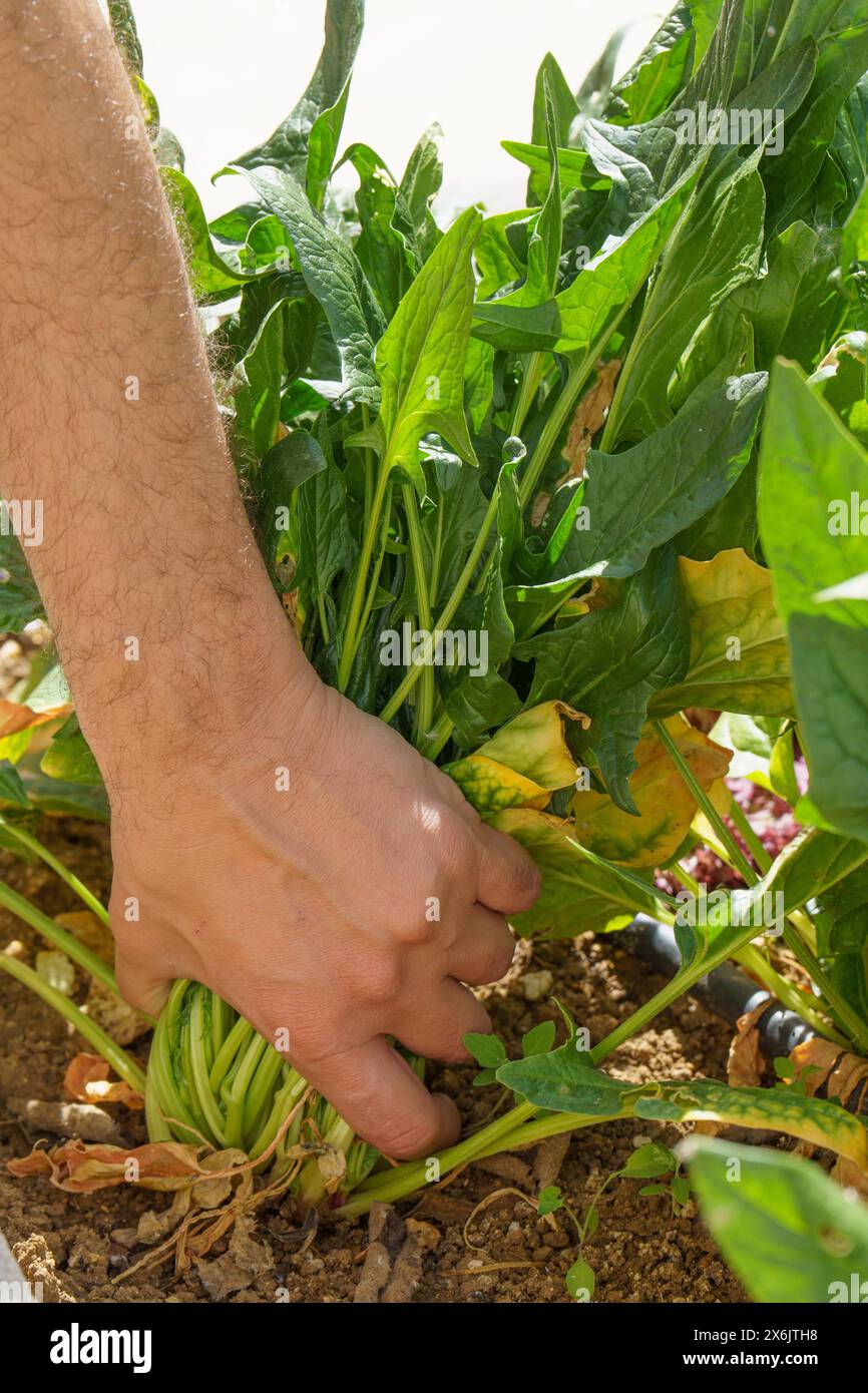 Der Arm des Mannes pflückt einen Haufen Spinat aus einem Bio-Garten Stockfoto