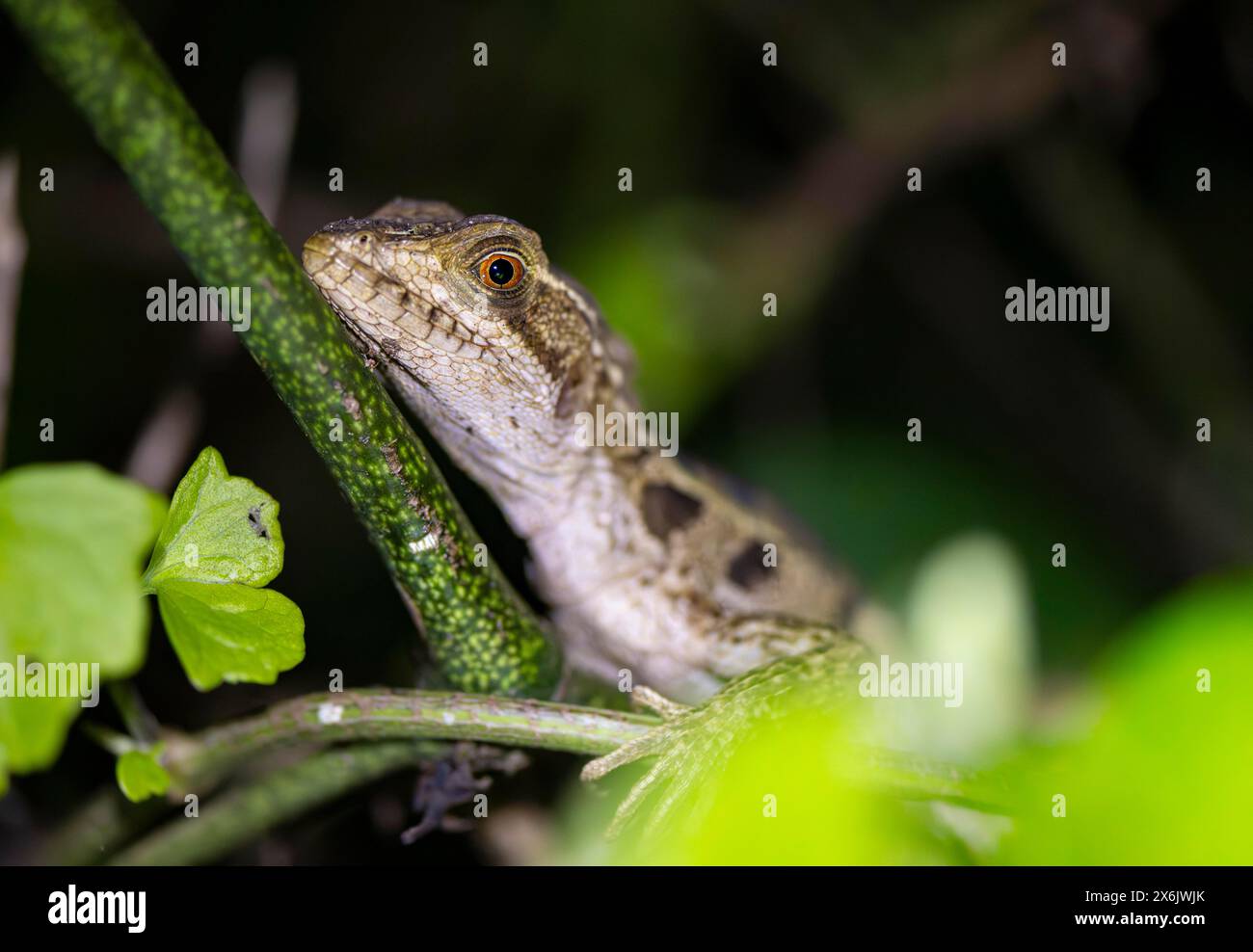 Basilisk (Basiliscus basiliscus) juvenil, Tierporträt, nachts, Tortuguero Nationalpark, Costa Rica Stockfoto