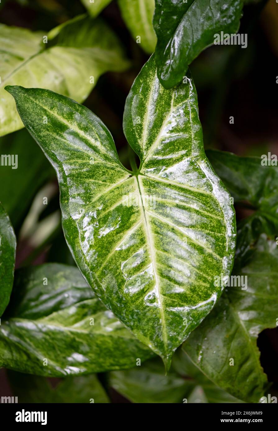 Purpurmotte (Syngonium podophyllum), Tortuguero Nationalpark, Costa Rica Stockfoto