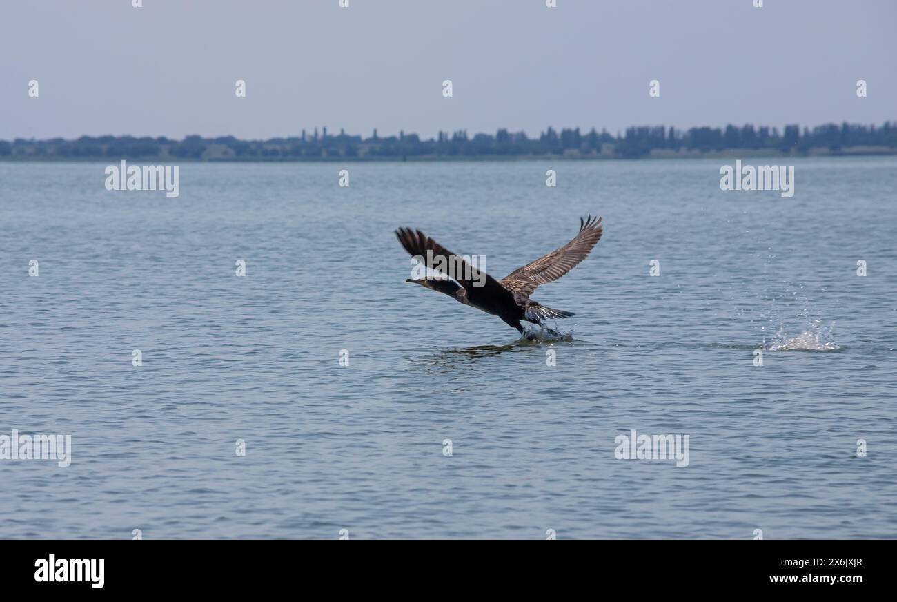 Ein großer Kormoran, der von der Oberfläche eines Sees abhebt. Stockfoto