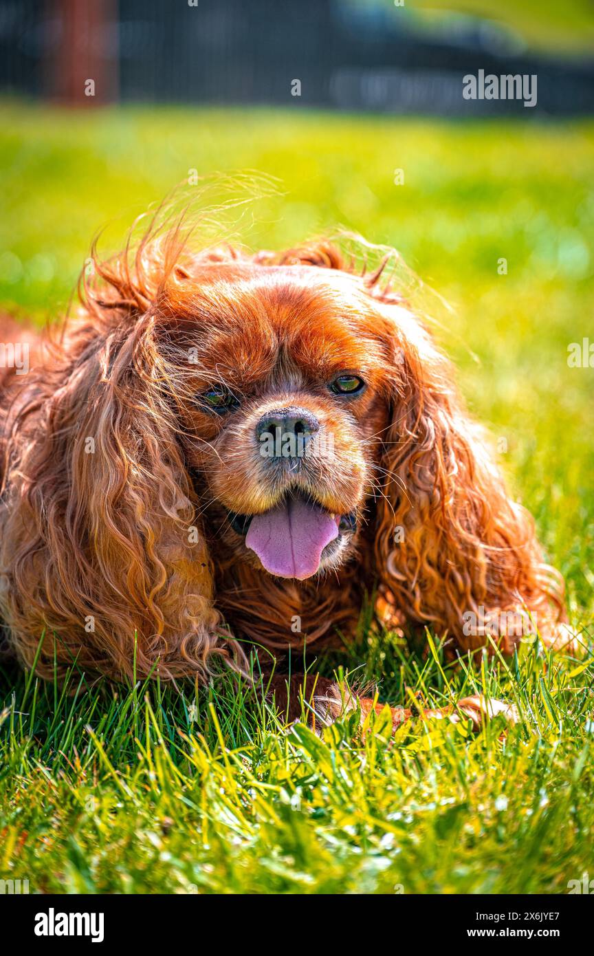 Kavalierkönig Charles Spaniel Haushund (Canis Lupus familiaris) auf einer Wiese, Schönheide, Sachsen Stockfoto