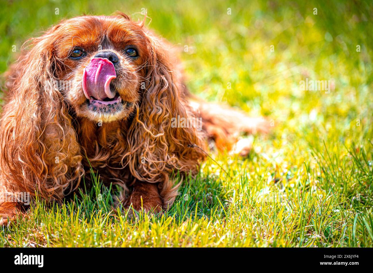 Kavalierkönig Charles Spaniel Haushund (Canis Lupus familiaris) auf einer Wiese, Schönheide, Sachsen Stockfoto