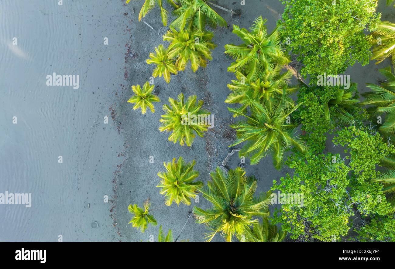 Aus der Vogelperspektive, Palmen am Strand, Playa Ventanas, Provinz Puntarenas, Costa Rica Stockfoto