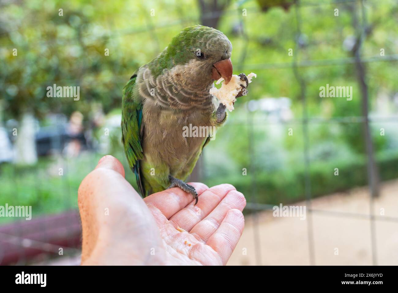 Mönchsittiche (Quäker-Papagei) essen aus Händen im Parc de la Ciutadella in Barcelona Stockfoto