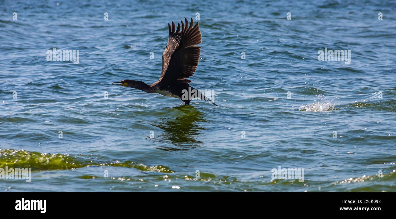 Ein großer Kormoran, der von der Oberfläche eines Sees abhebt. Stockfoto