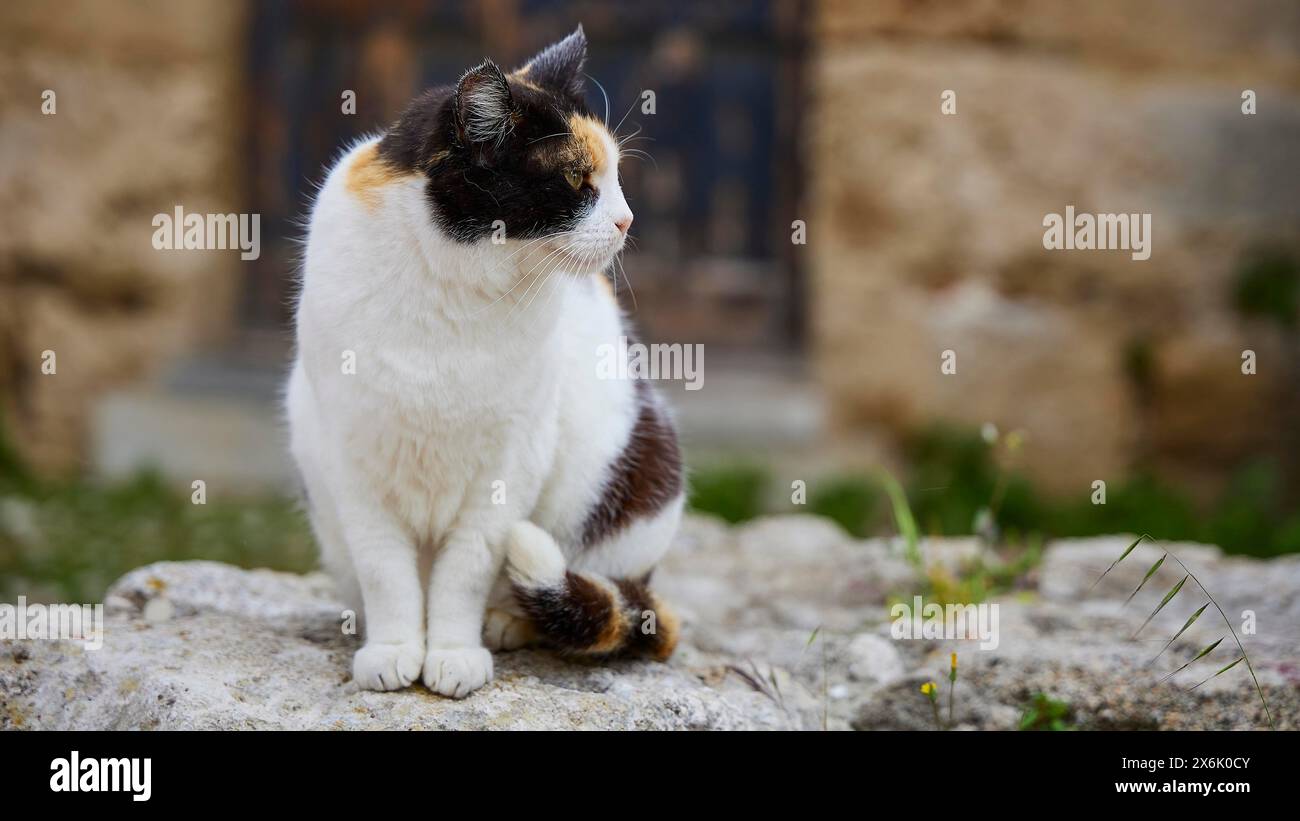 Katze mit ernsthaftem Blick an der Wand, sieht aufmerksam aus, in der Nähe des Großmeisters Palast, Ritterstadt, Rhodos Stadt, Rhodos, Dodekanese, Griechische Inseln, Griechenland Stockfoto