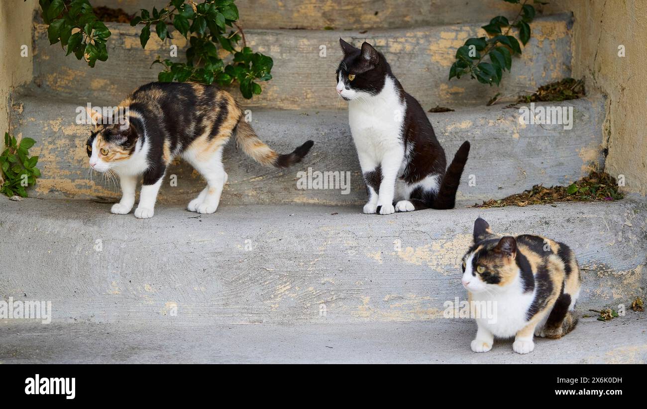 Drei Katzen auf einer Steintreppe, spielen und achten auf ihre Umgebung, in der Nähe des Großmeisterpalastes, der Ritterstadt, Rhodos-Stadt, Rhodos Stockfoto