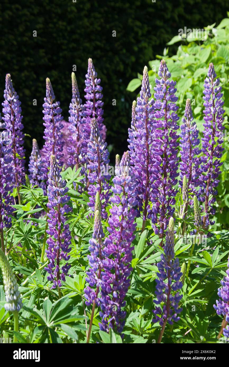 Gartenblumen Stockfoto