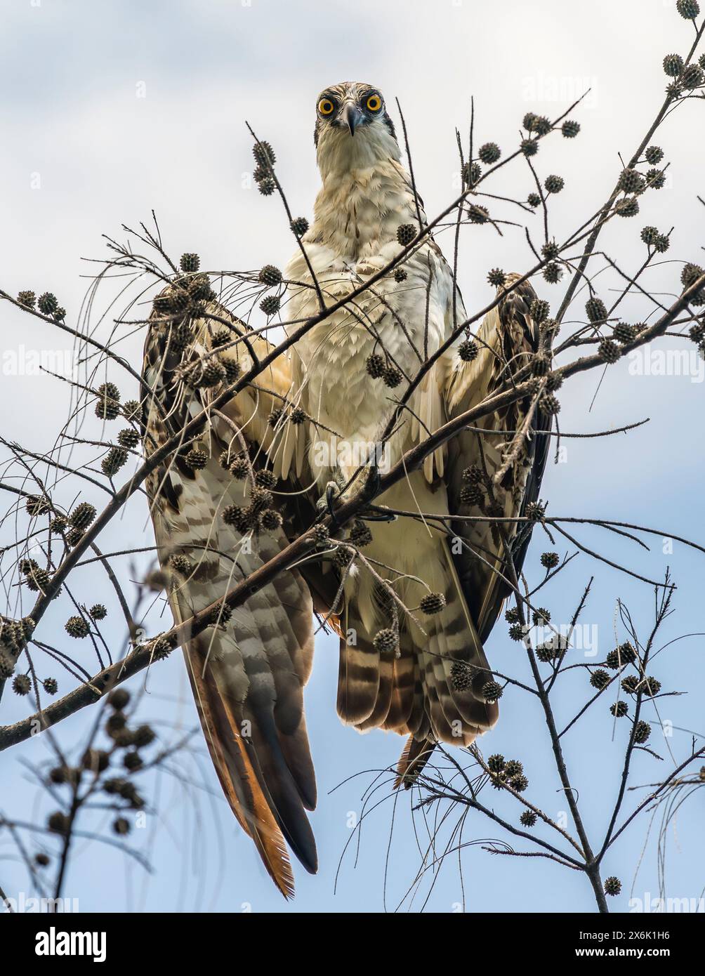 Osprey im Baum Stockfoto