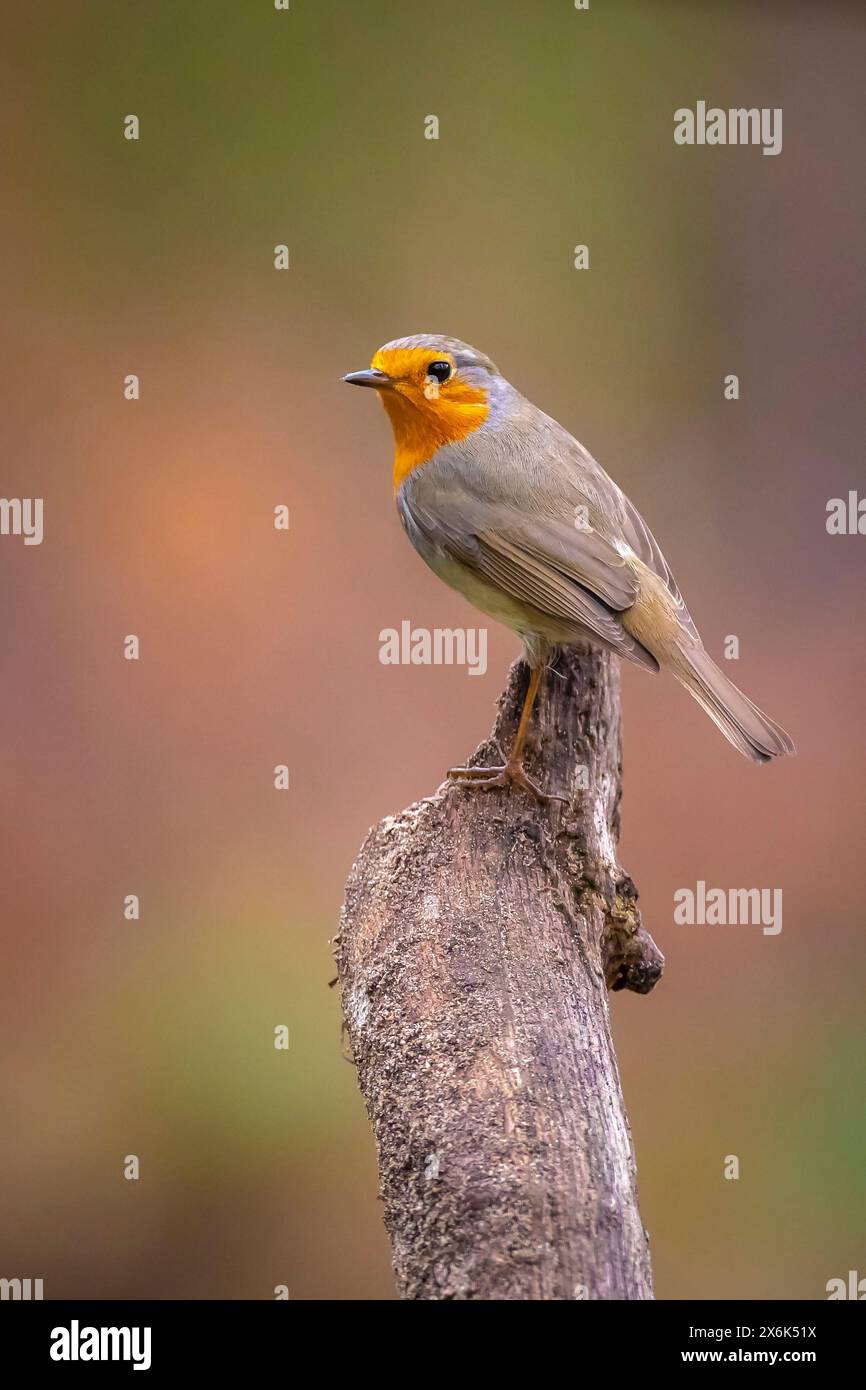 Nahaufnahme eines europäischen robin Erithacus rubecula auf der Suche in einem Wald Stockfoto