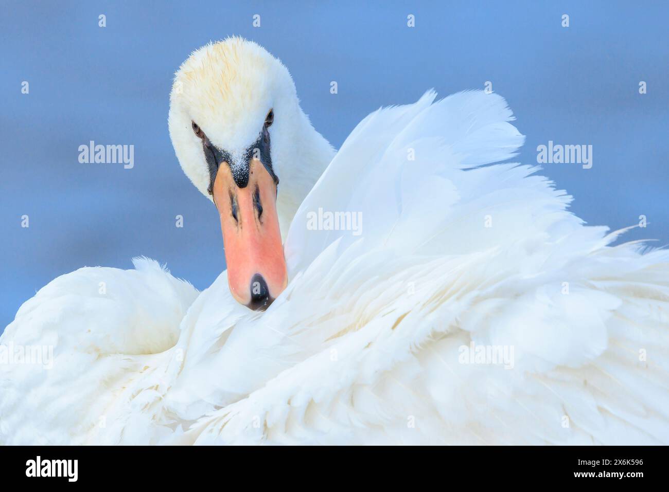 Nahaufnahme eines stummen Schwans, Cygnus olor, Preening und Putzen Stockfoto