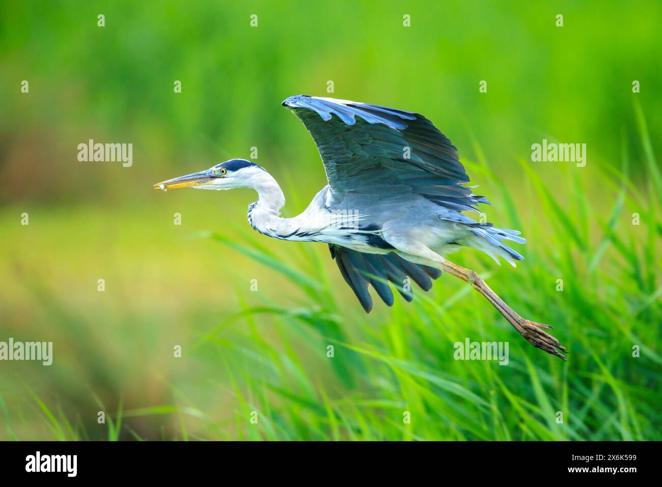 Nahaufnahme eines Graureiher, Ardea cinerea, Angeln auf einem See Stockfoto