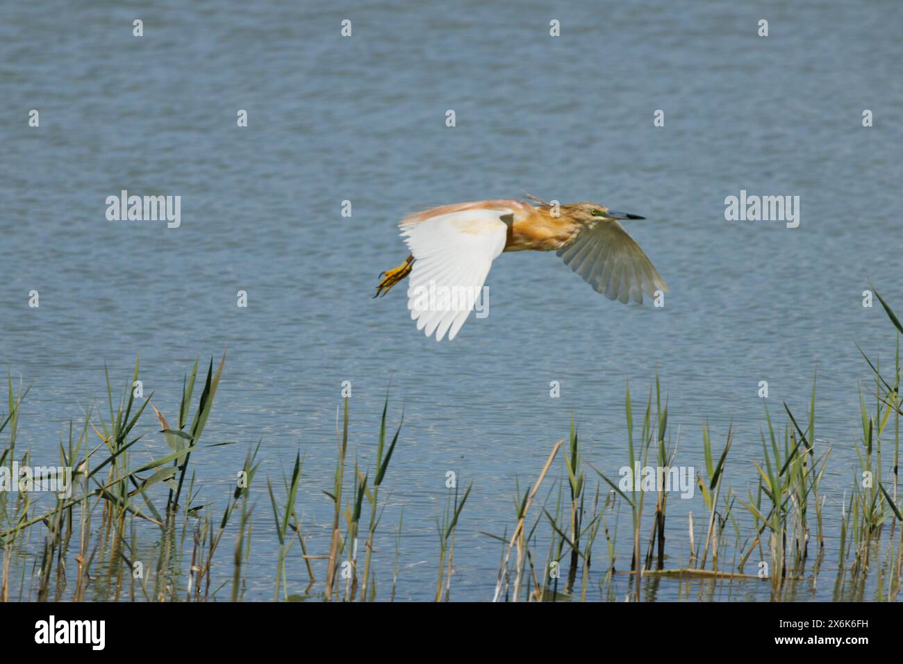 Krabbenreiher, Ardeola ralloides, fliegt über die Lagune des Naturparks El Hondo, Spanien Stockfoto