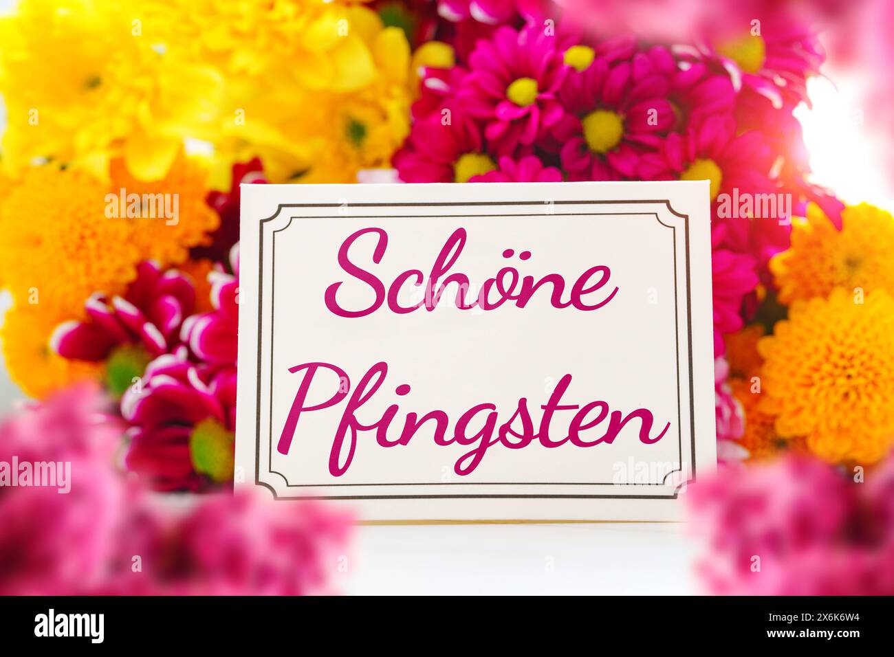 15. Mai 2024: Happy Whitsun Pfingstgrüße auf einer Grußkarte vor rosa und gelben Blumen. Bild des Pfingstsymbols. FOTOMONTAGE *** schöne Pfingsten Pfingstgruß, auf einer Grußkarte vor pinken und gelben Blumen. Pfingstfest Symbolbild. FOTOMONTAGE Stockfoto