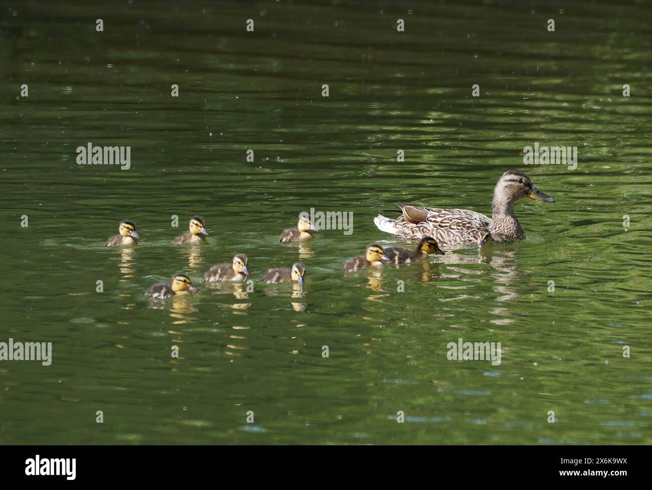 Entenfamilie - Mallardenente (Anas platyrhynchos) mit 8 Jungen, die im Wasser schwimmen Stockfoto