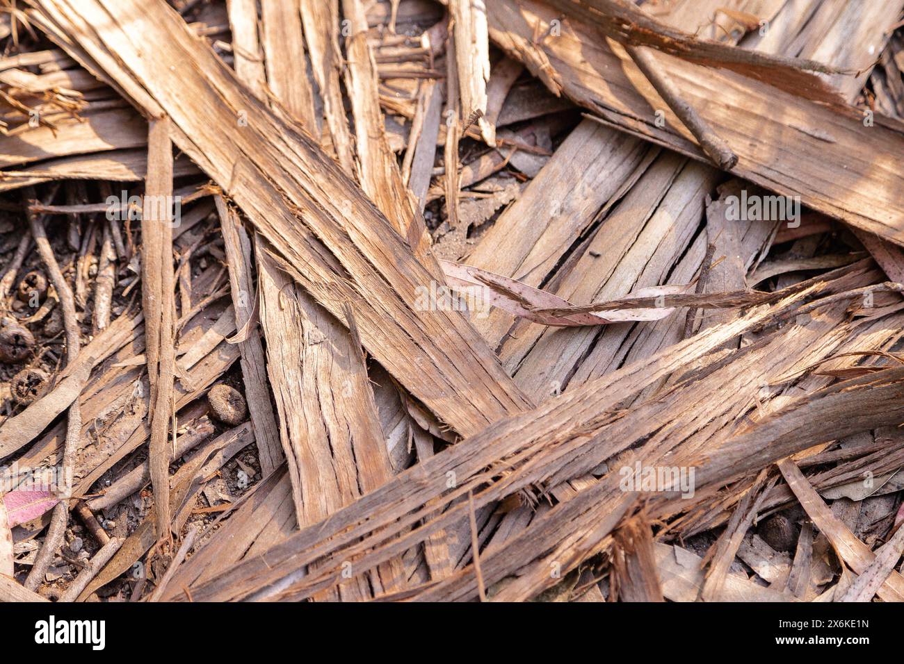Reste trockener Blätter und Rinde von Eukalyptusbäumen als Bildhintergrund. Strukturierter Effekt. Stockfoto