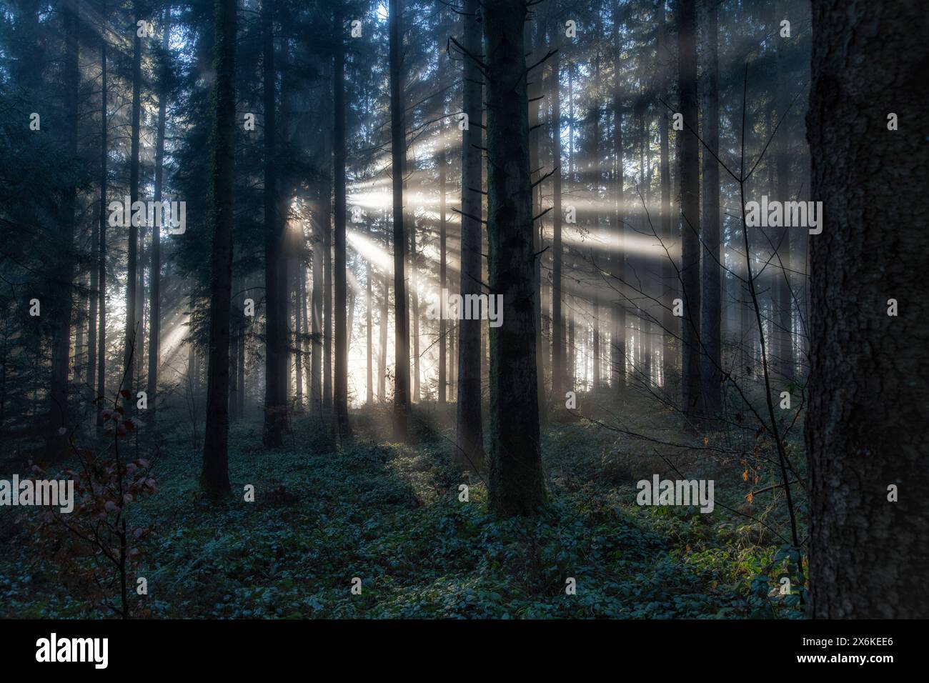 Morgenstimmung, Baar, Schweiz Stockfoto