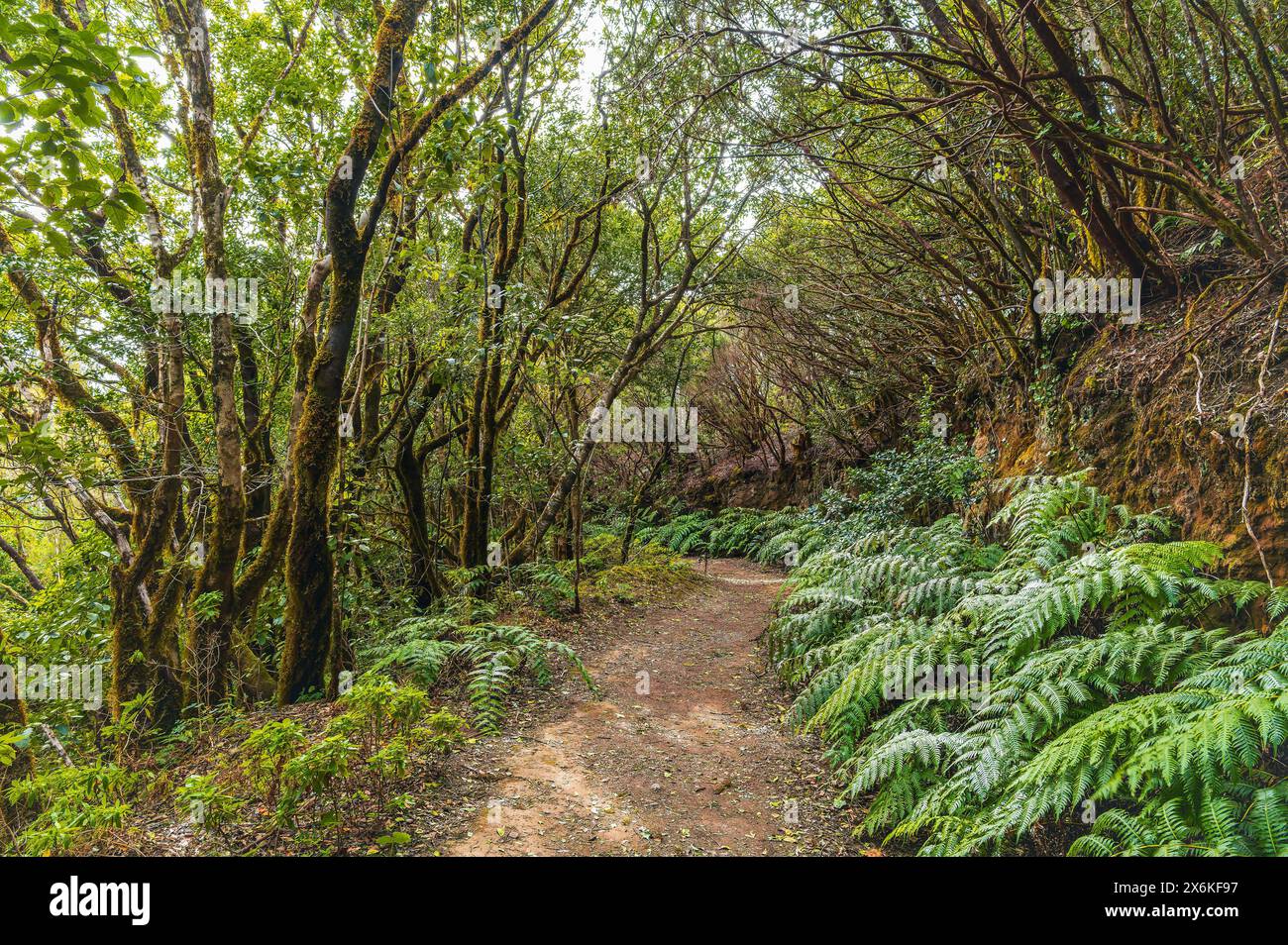 Entdecken Sie die üppigen Anaga Berge auf Teneriffa, ein Wanderparadies mit alten Wäldern, atemberaubenden Gipfeln und reicher Artenvielfalt, perfekt für Naturbegeisterung Stockfoto