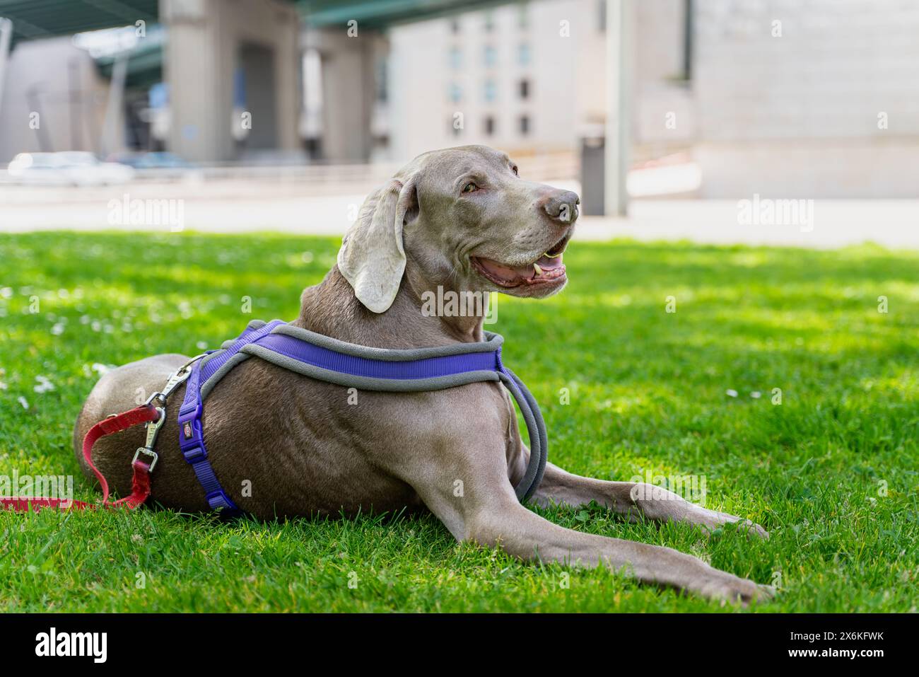 Grauer weimaranerhund liegend. Porträt der weimaraner-Rasse im Stadtpark. Stockfoto