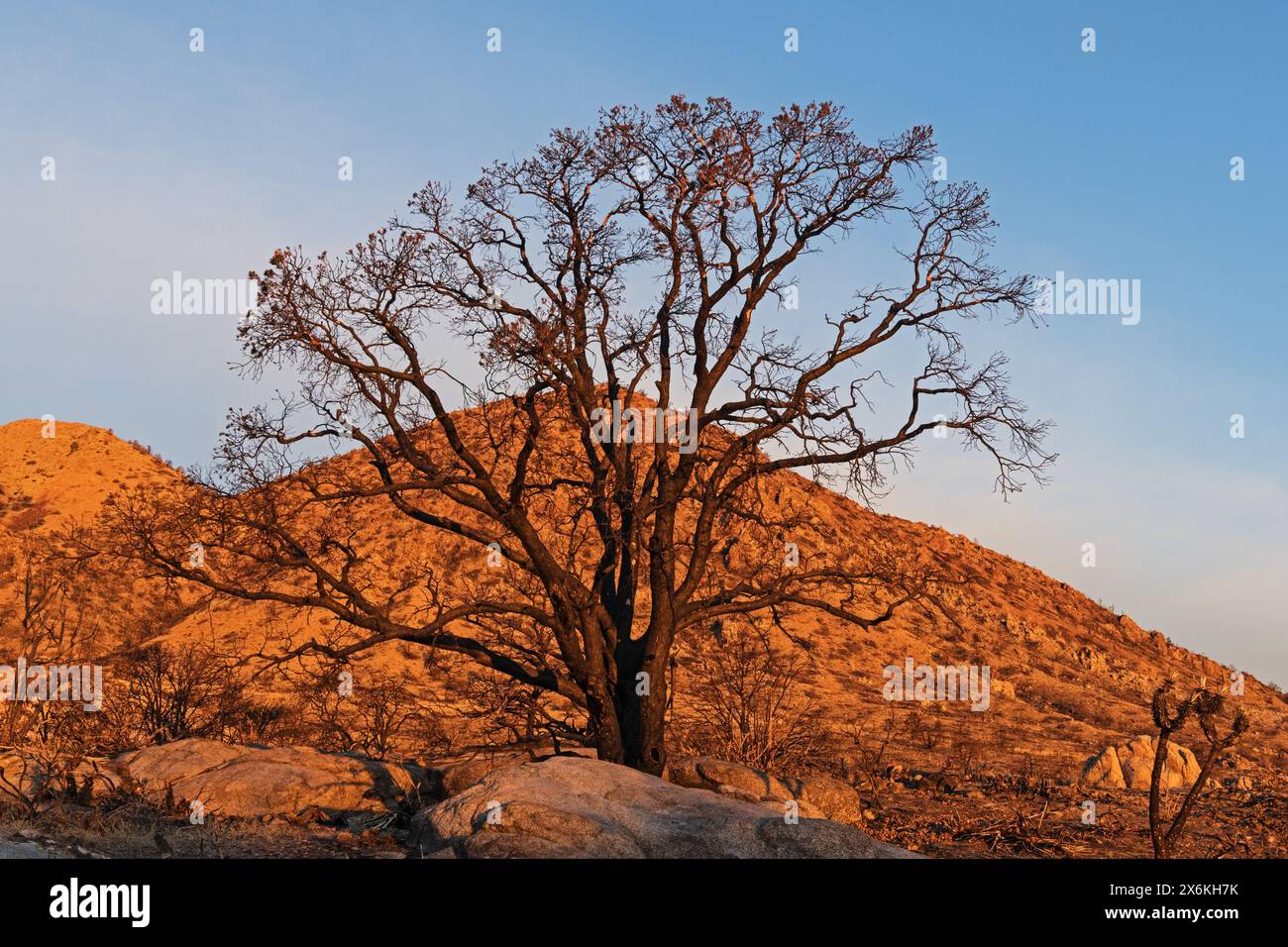 Die Kiefer brannte 2023 beim Yorker Feuer mit Skelettzweigen bei Sonnenaufgang ab Stockfoto