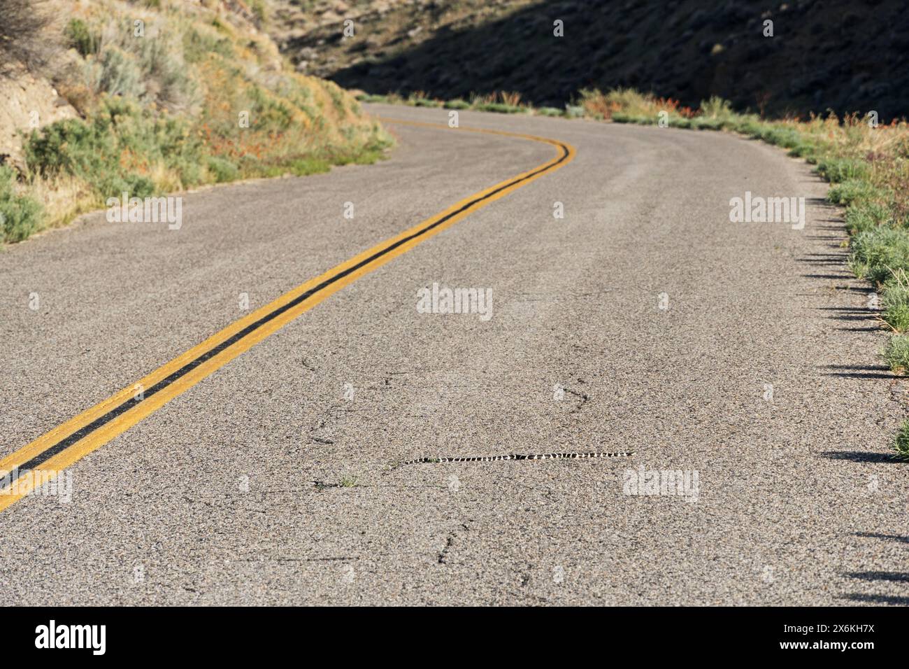 Die kalifornische Königsschlange oder Lampropeltis californiae sonnt sich auf einer Landstraße in den Inyo Mountains Stockfoto