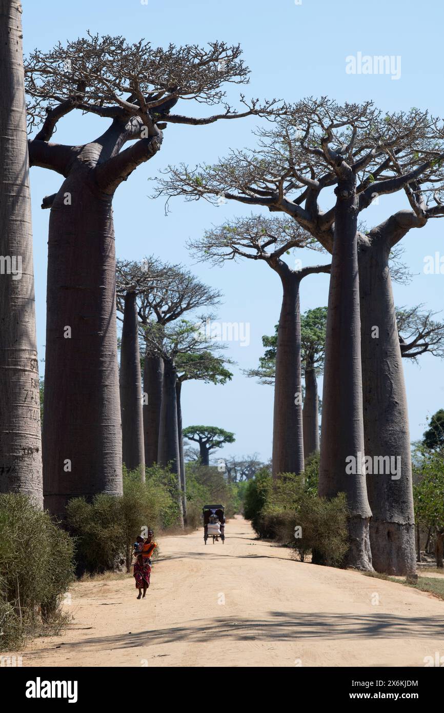 Die Menschen laufen entlang der Avenue of Baobabs, einer prominenten Gruppe von Grandididier Baobab-Bäumen (Adansonia grandidieri), die die unbefestigte Straße Nr. 8 säumen Stockfoto