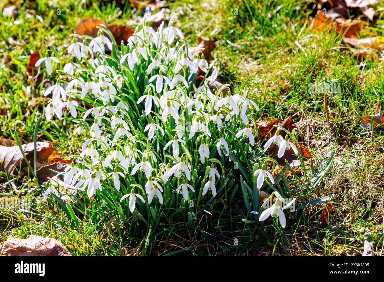 Schneeglöckchen (Galanthus) im Gras zwischen Herbstblättern Stockfoto