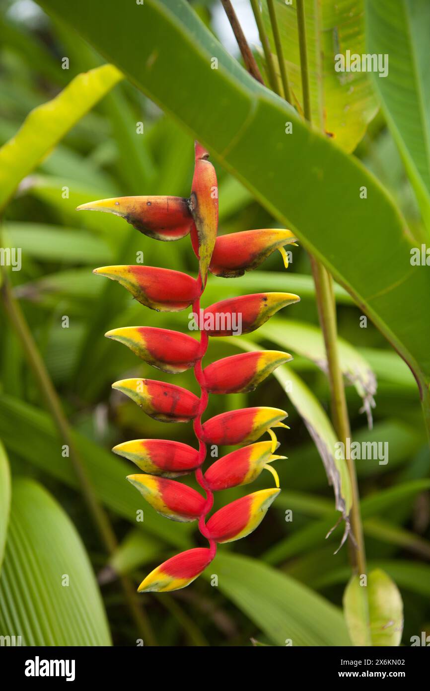 Wunderschöne tropische Blume, Blumenausstellung in Costa Rica, Costa Rica, Mittelamerika, Amerika Stockfoto