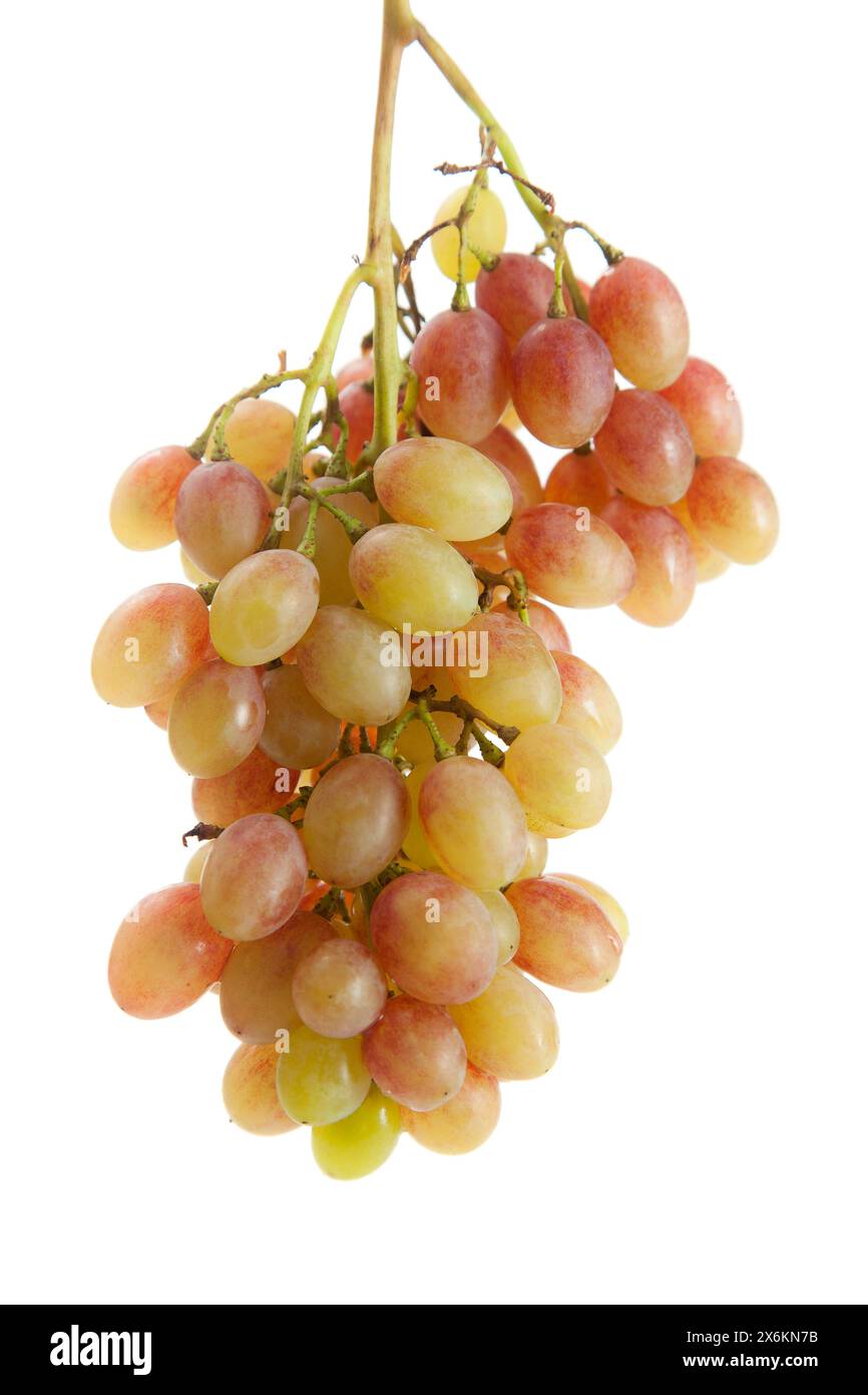 Großer Haufen reifer rosafarbener Trauben isoliert auf weißem Hintergrund. Stockfoto