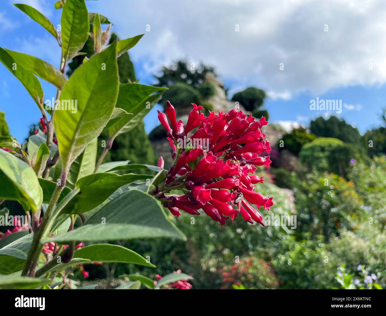 Rosa farbende Hammerstrauch Blüte, Cestrum elegans Stockfoto