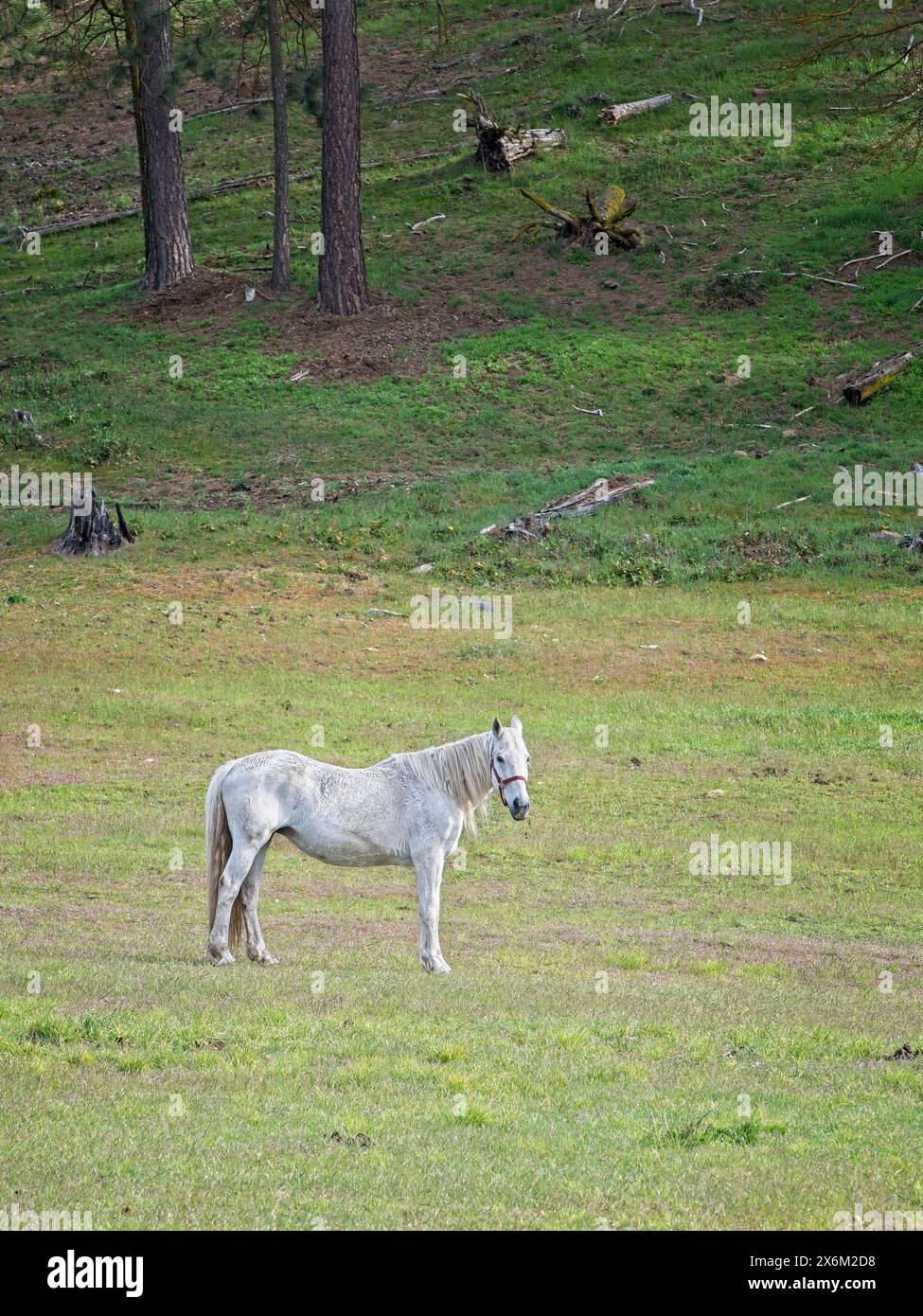 Ein weißes Pferd steht auf einem grasbewachsenen Feld, während es in Nord-Idaho weidet. Stockfoto