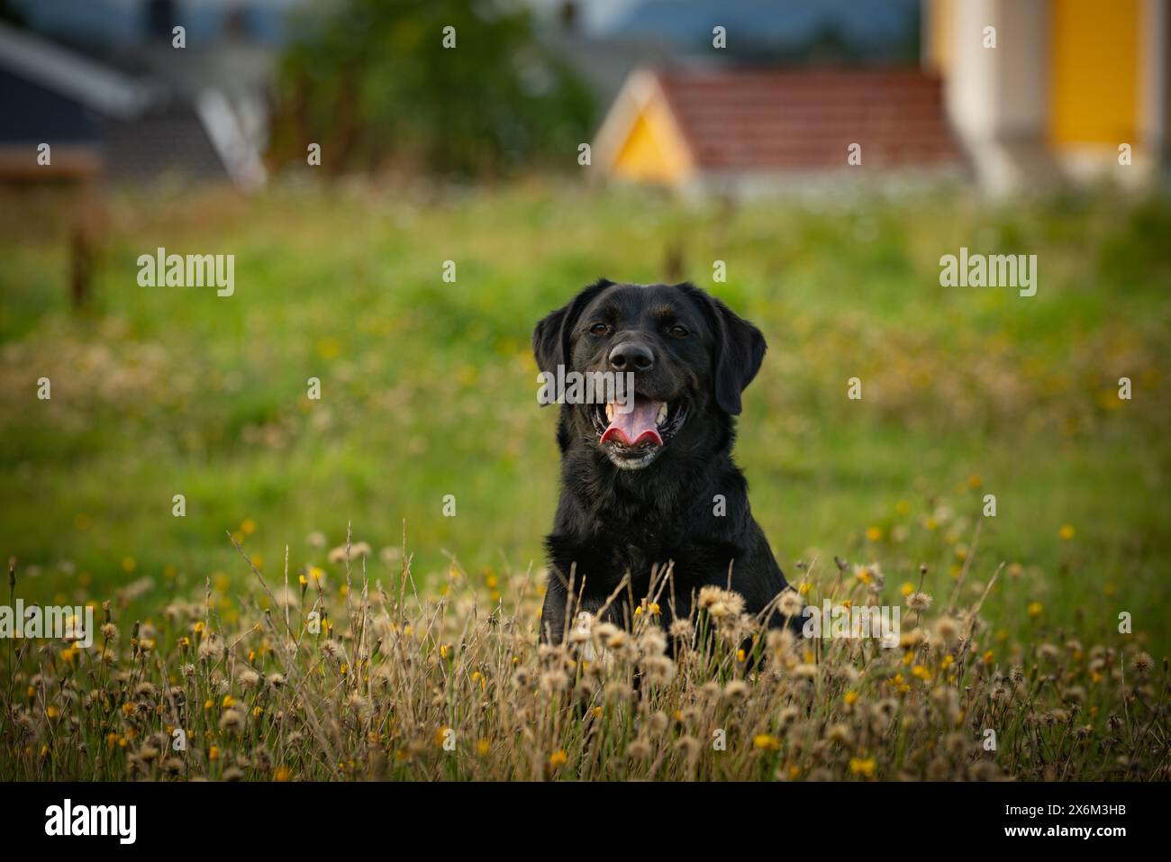 Schwarzer Hund sitzt auf einer blühenden Wiese Stockfoto