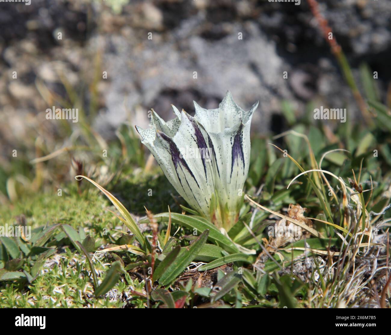 Arctic Gentian (Gentiana algida) weiße Wildblume in den Beartooth Mountains, Montana Stockfoto