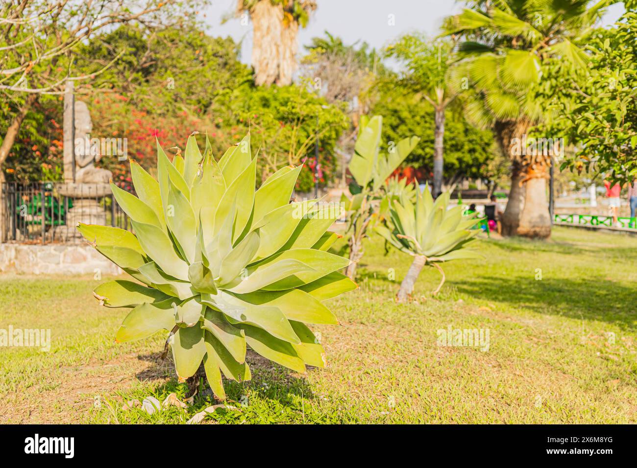 Ein wunderschönes Bild eines nicht sehr häufigen Kaktusses. Er Nannte Agave Attenuata. Stockfoto