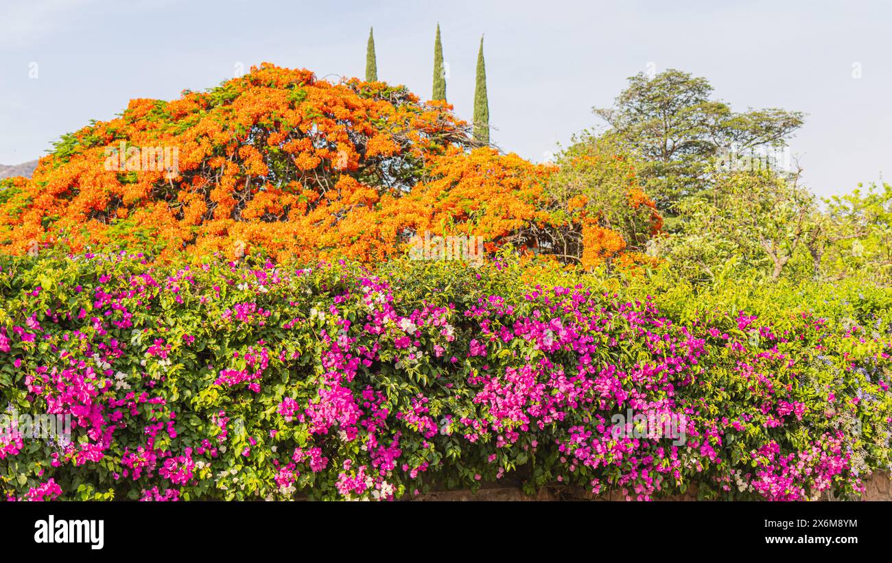 Frambollan-Baum gemischt mit Bugambilia. Eine Farbe, die es Wert ist, zu genießen. Stockfoto