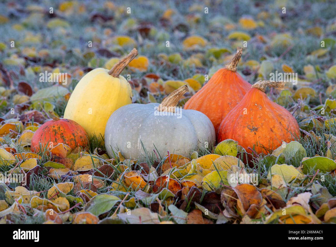 Bunte Kürbisauswahl auf gefrorenen Herbstblättern Stockfoto