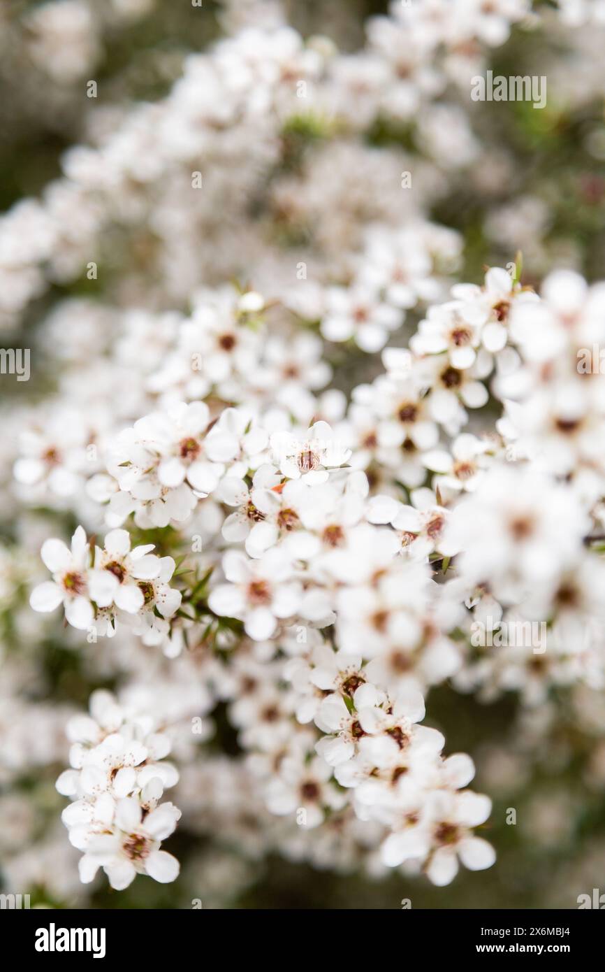 Neuseeländische Manuka-Blumen Stockfoto