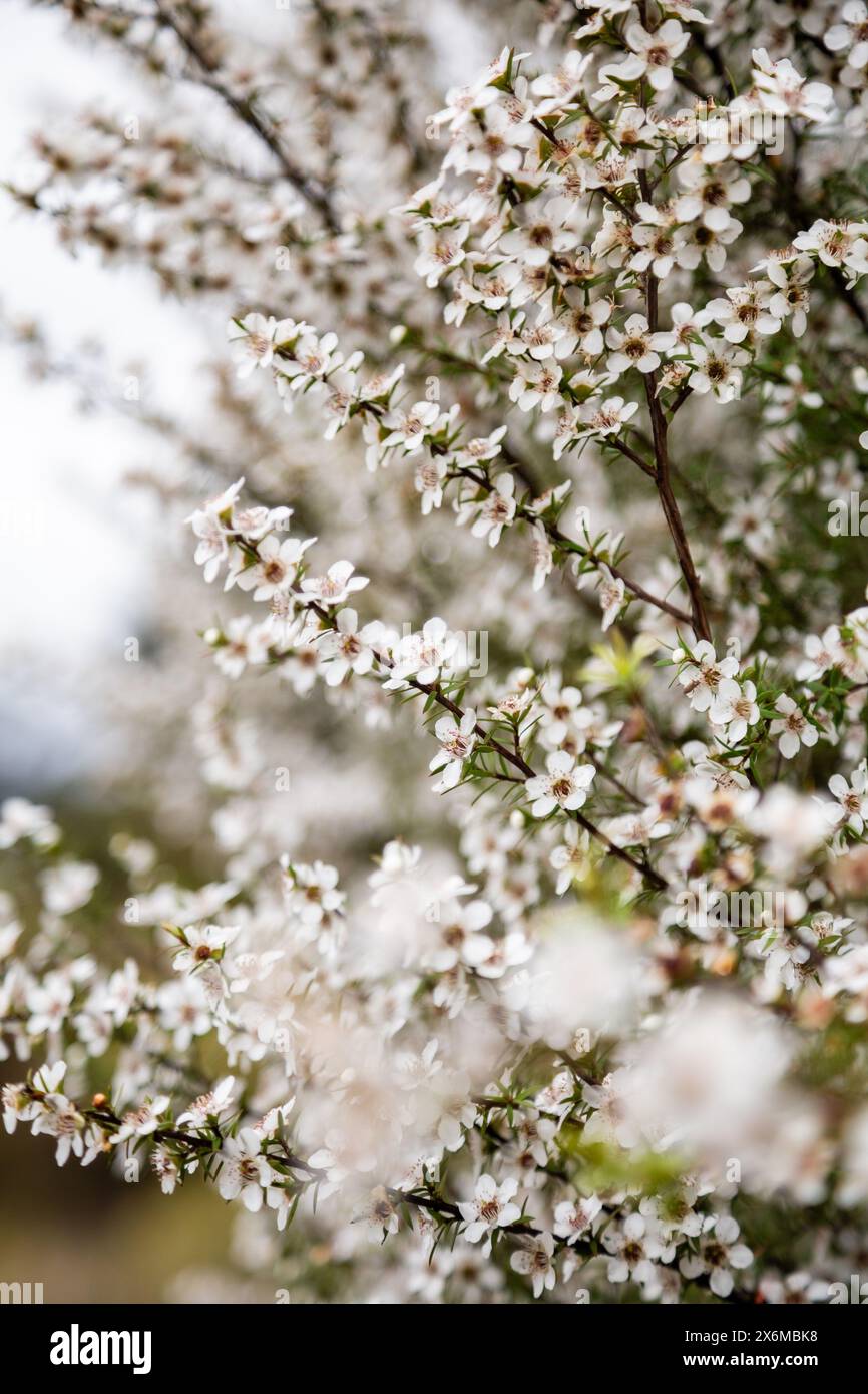 Neuseeländische Manuka-Blumen Stockfoto